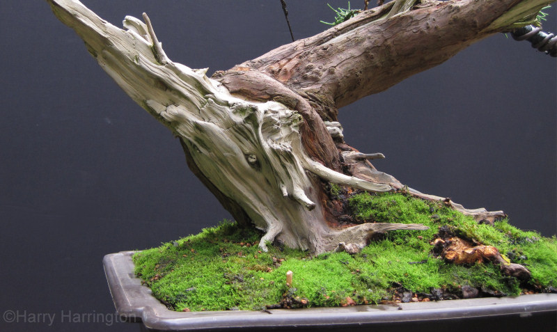 juniper bonsai